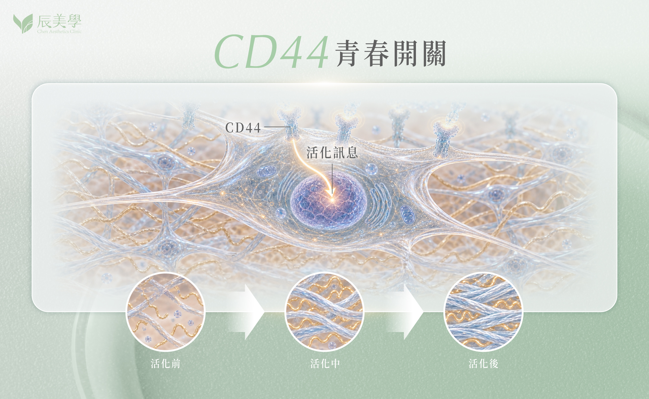 CD44是什麼＿辰美學