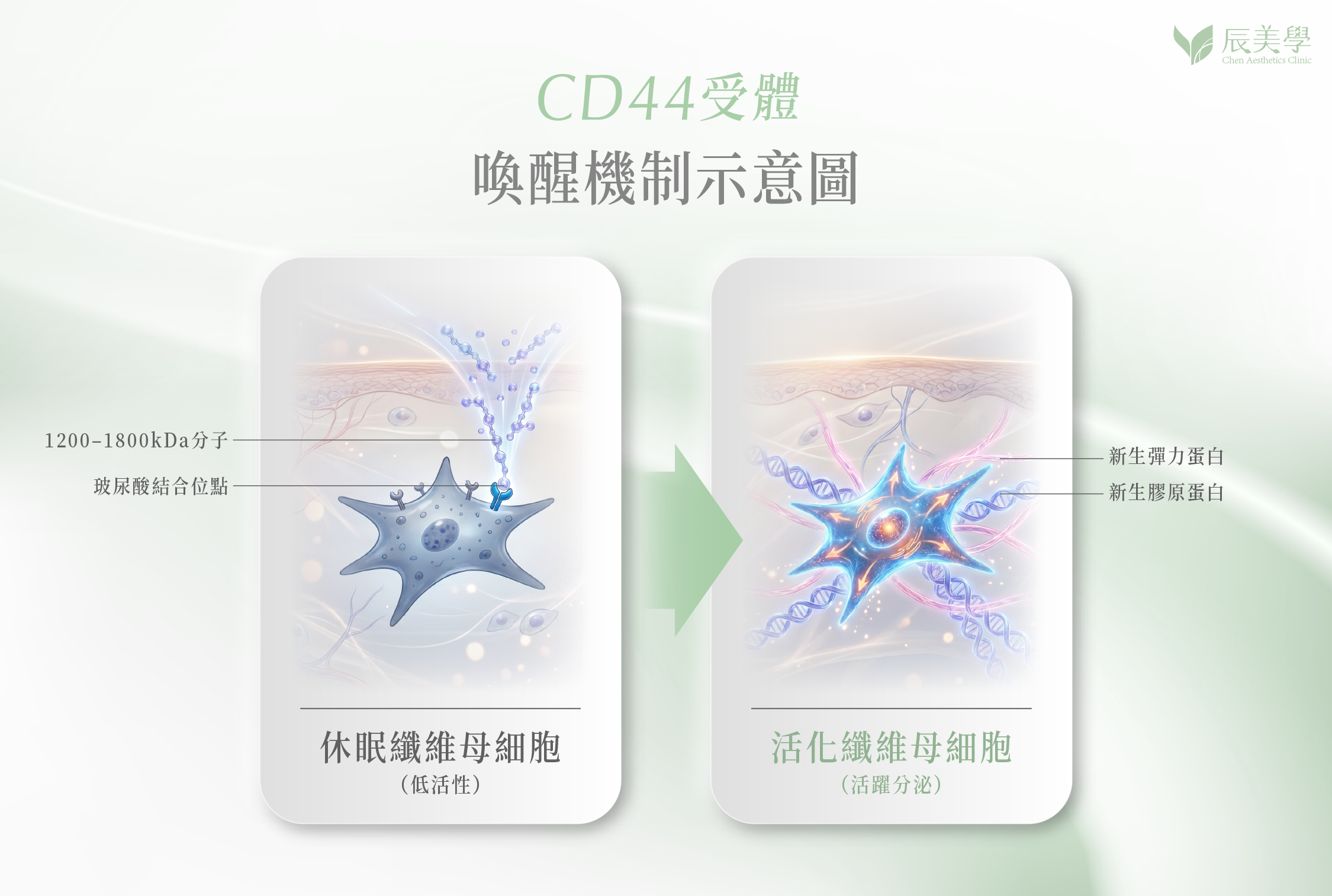 彈力針＿辰美學