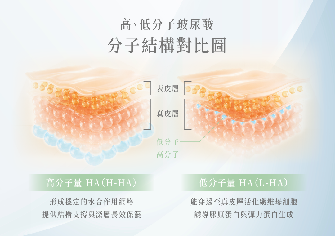 逆時針高低分子結構對比圖＿辰美學