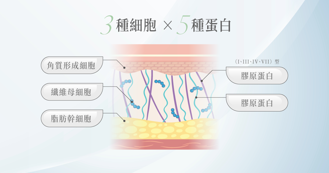 逆時針細胞與蛋白＿辰美學