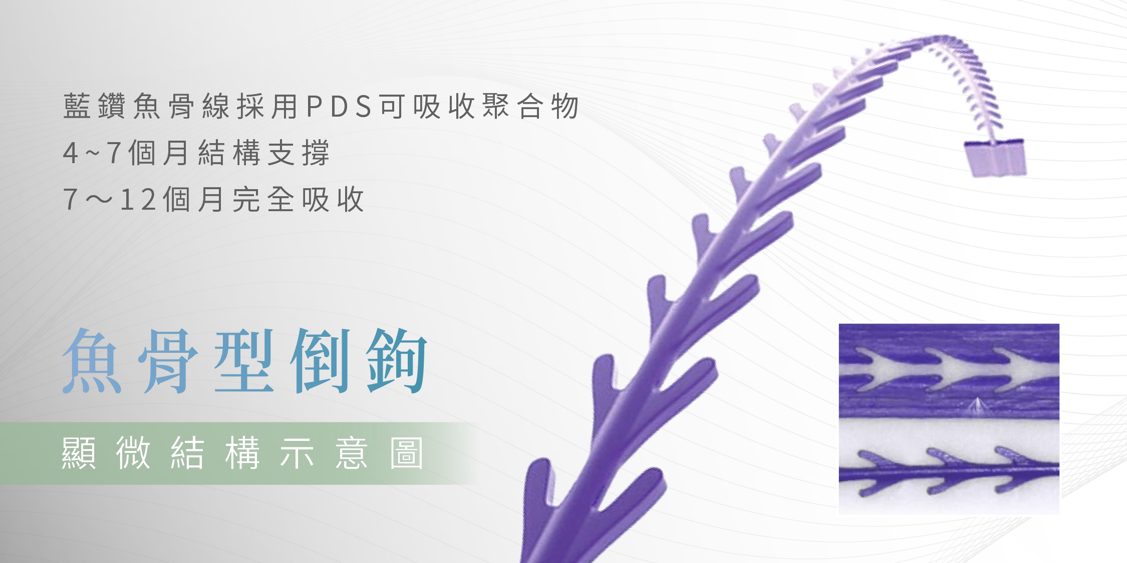 藍鑽魚骨線（鼻線）