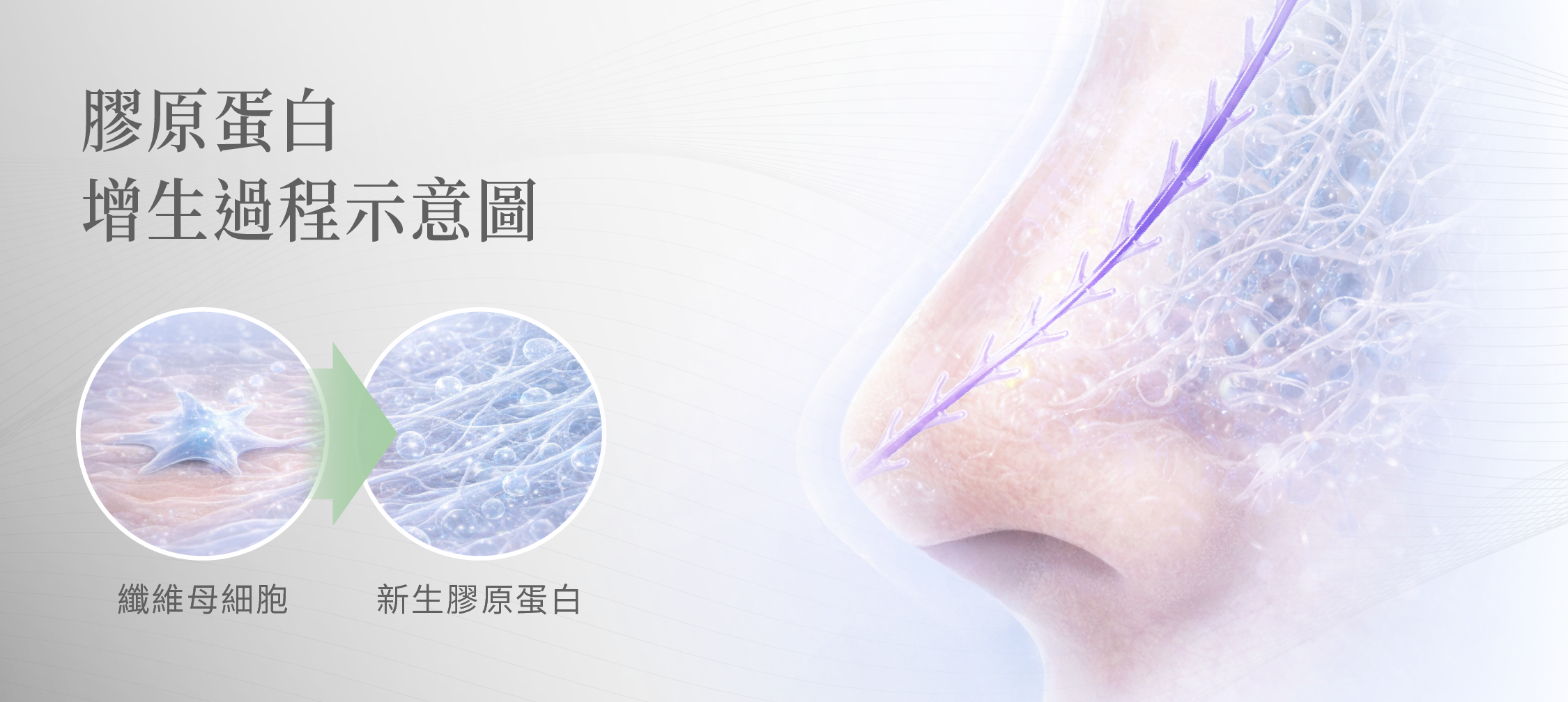 藍鑽魚骨線鼻線 膠原蛋白生成過程＿辰美學